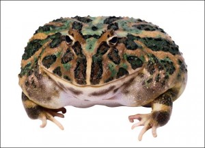 Toad, thanks to http://animal.discovery.com/amphibians/toad/